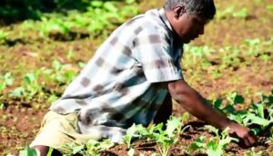 Read more about the article සීතල නුවරඑළියේ එළවළු ගොවියන්ගේ ඇඟ රත්වෙන කතාව..