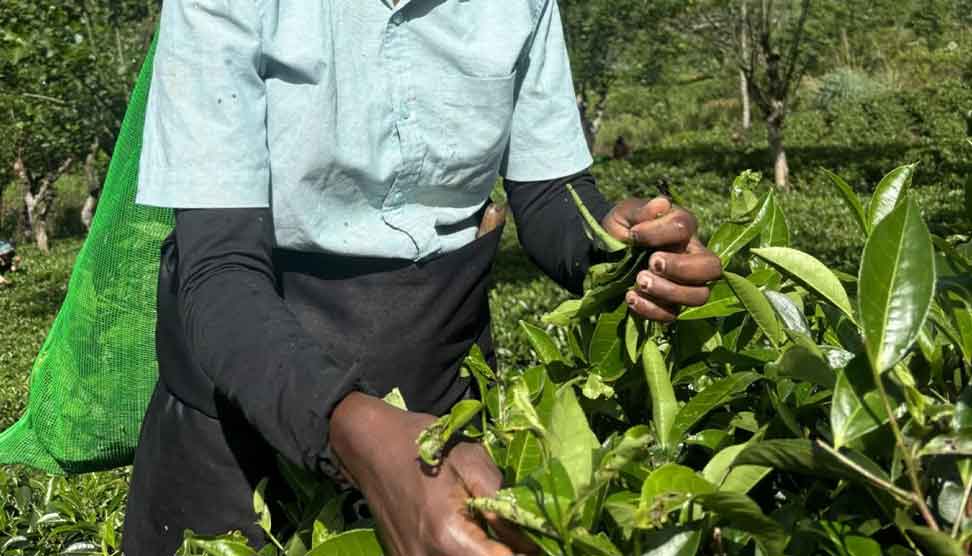 You are currently viewing සේවකයින් මගහැර ධනවතුන්ට ලස්සන පොහොසත් රටක් ගොඩ නැගීම..