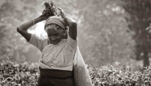 Read more about the article වතු කම්කරු වැටුප් වැඩි වීම් අද නොවේ හෙට ..