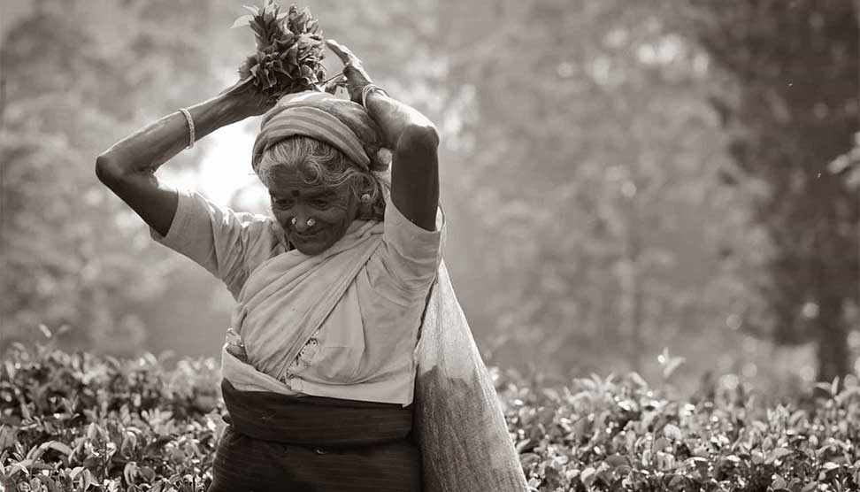 You are currently viewing වතු කම්කරු වැටුප් වැඩි වීම් අද නොවේ හෙට ..